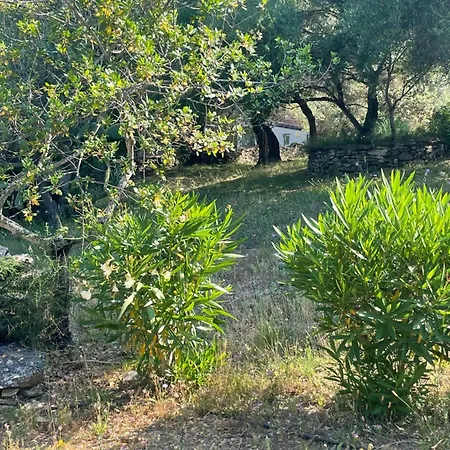 Petite T1 Florent Corse Sur Magnifique Terrain Arboré 5 Minutes Des Plages Et Du Port De Plaisance *